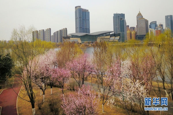 Flowers bloom in Shenyang