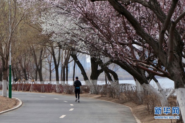 Flowers bloom in Shenyang