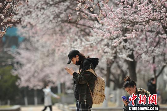 Peach blossoms decorate Shenyang Normal University