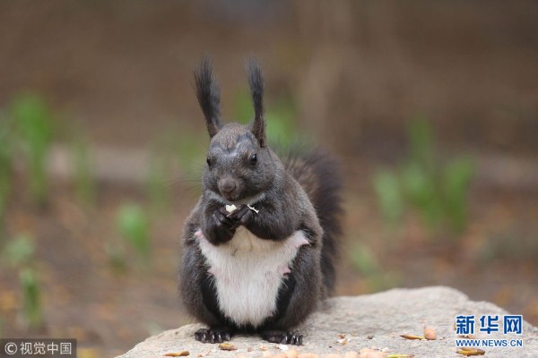 Squirrels in Zhongshan Park amuse Shenyang residents