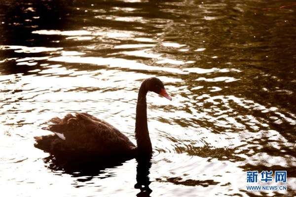 Black swans in Changbai Island Forest Park
