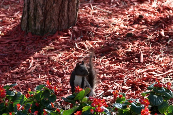 Squirrel looks for food in Beiling Park
