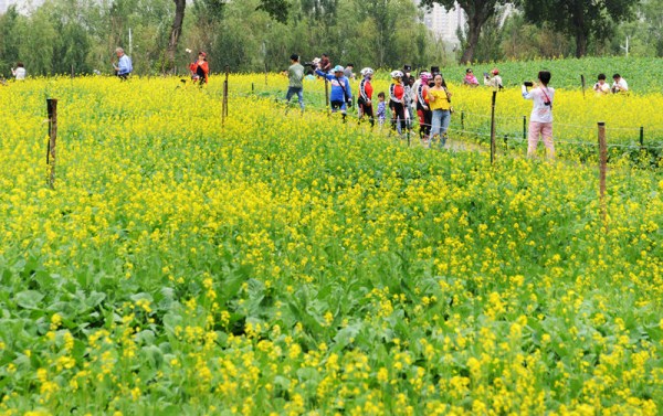 Rape flower festival underway in Shenyang