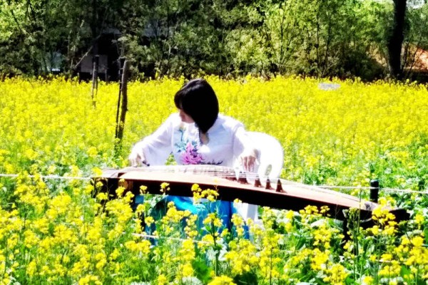 Rape flower festival underway in Shenyang