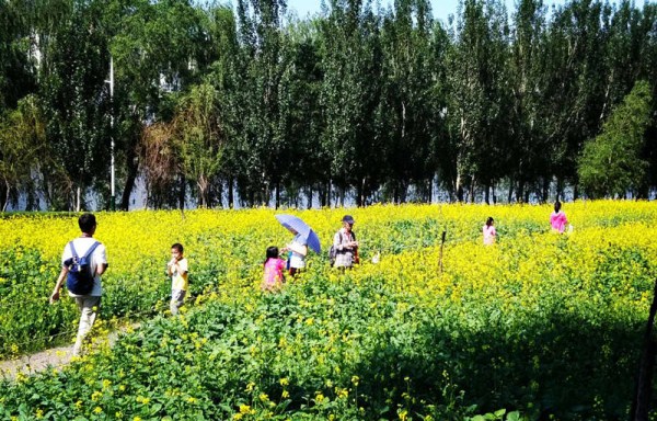 Rape flower festival underway in Shenyang
