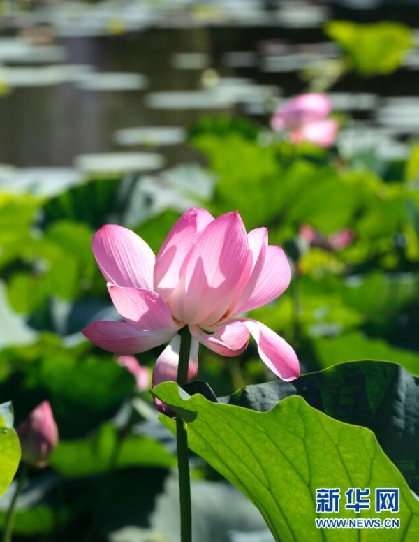Lotus flowers bloom at Beiling Park in Shenyang