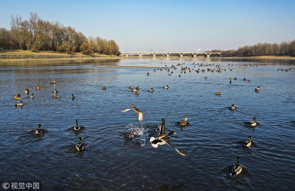 Wild ducks spend winter in Shenyang