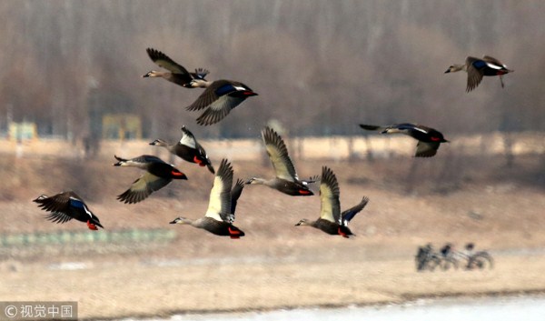 Wild ducks spend winter in Shenyang
