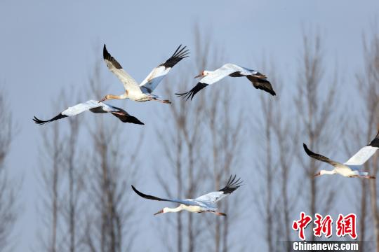 Rare Siberian cranes appear at Huanzidong National Wetland Park