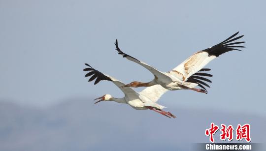 Rare Siberian cranes appear at Huanzidong National Wetland Park