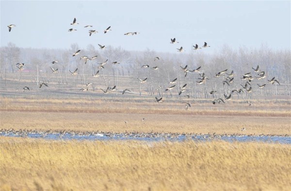 Migratory birds seen at Wolong Lake wetland