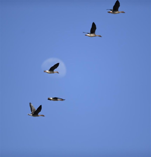 Migratory birds seen at Wolong Lake wetland