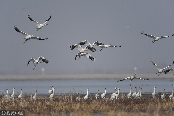 Siberian crane festival to open in Faku, Shenyang