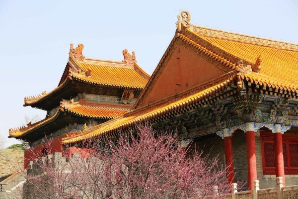 Graced by peach blossoms, Fuling Tomb draws visitors