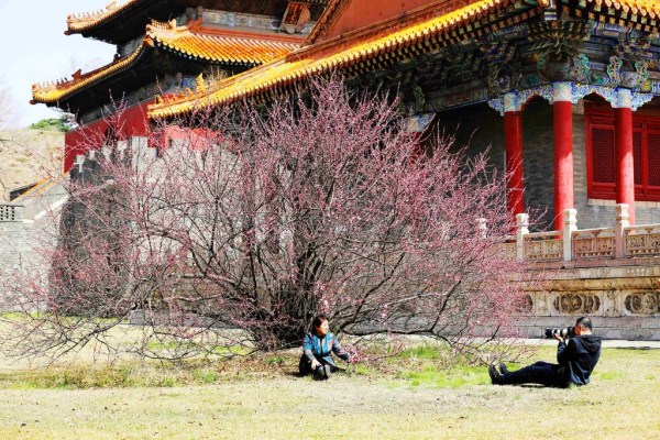 Graced by peach blossoms, Fuling Tomb draws visitors