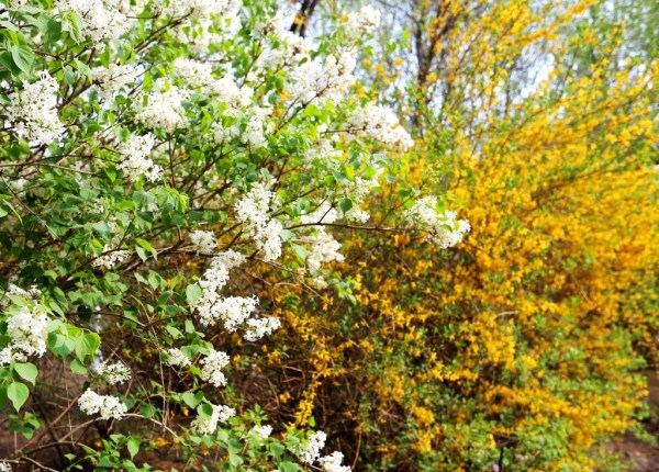 Stunning blossoms add charm to Shenyang