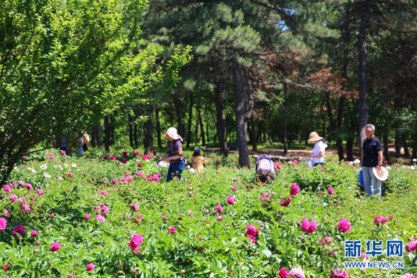 Peony flowers delight Shenyang residents