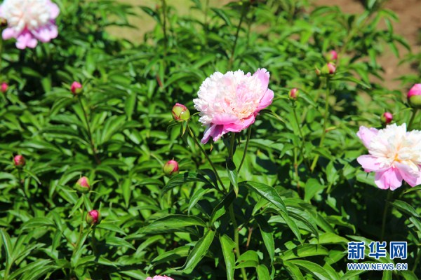 Peony flowers delight Shenyang residents