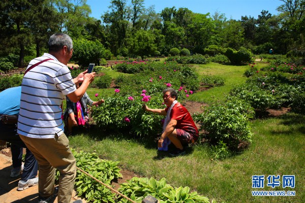 Peony flowers delight Shenyang residents