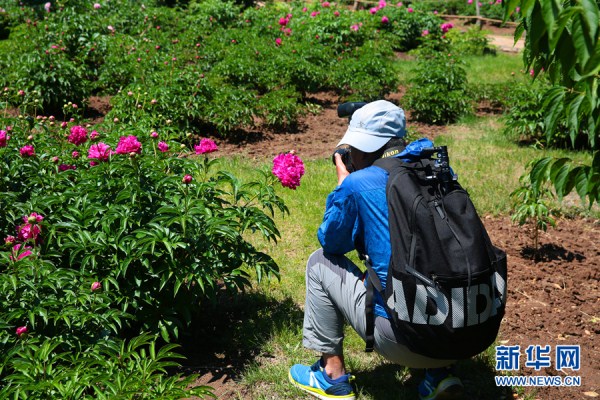 Peony flowers delight Shenyang residents