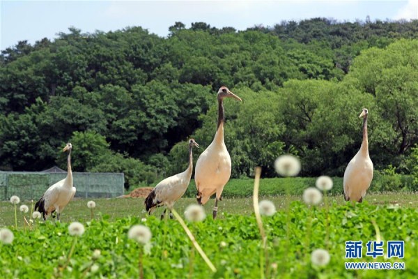 Red-crowned cranes draw Shenyang residents