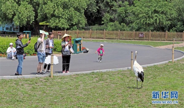 Red-crowned cranes draw Shenyang residents