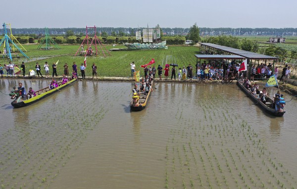 Folk stage dragon boat race in muddy rice fields