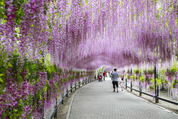 Shenyang Bird Island draws visitors