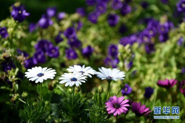 A rainbow of colored flowers bloom at Shenyang Expo Park