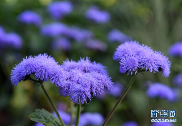 A rainbow of colored flowers bloom at Shenyang Expo Park