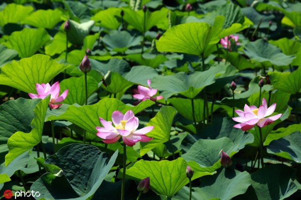 Lotus flowers bloom on Shenyang’s Bird Island