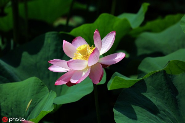 Lotus flowers bloom on Shenyang’s Bird Island