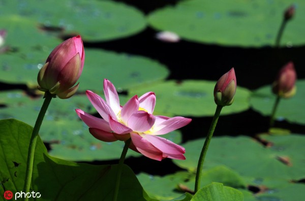 Lotus flowers bloom on Shenyang’s Bird Island