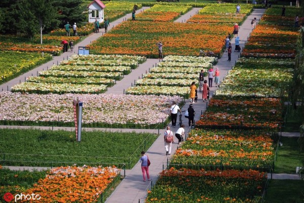 Luscious lilies go on show at Shenyang festival