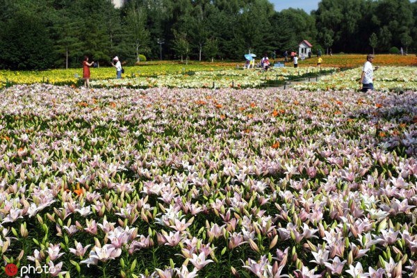 Luscious lilies go on show at Shenyang festival