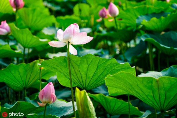 Lotus appeals visitors to Beiling Park