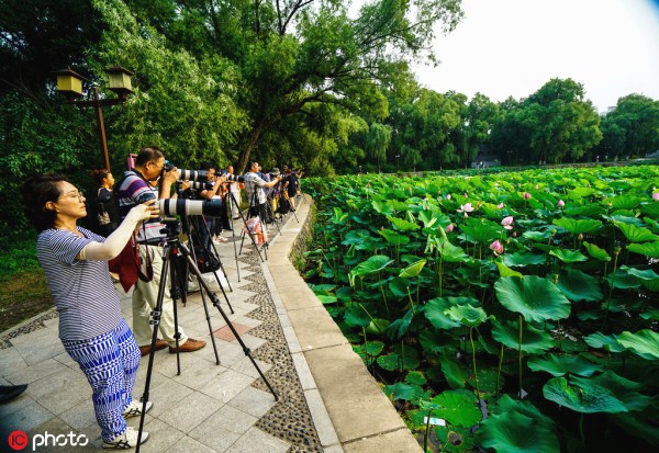 Lotus appeals visitors to Beiling Park