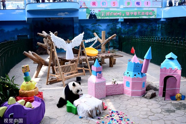 Panda celebrates 5th birthday in Shenyang