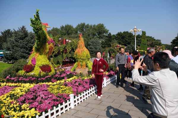 Glorious chrysanthemums lure admirers to Beiling Park