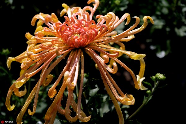 Glorious chrysanthemums lure admirers to Beiling Park