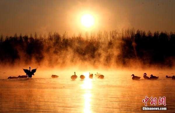 Wild geese grace Hunhe River in Shenyang