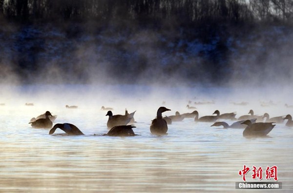 Wild geese grace Hunhe River in Shenyang