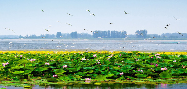 Where to enjoy lotus flowers in Shenyang