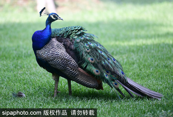 Shenyang Bird Island provides summer fun