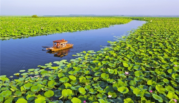 Where to enjoy lotus flowers in Shenyang