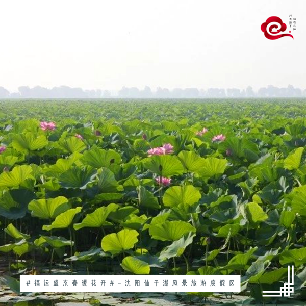 Where to enjoy lotus flowers in Shenyang