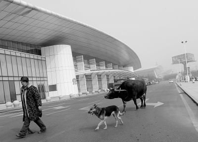 A buffalo at the airport