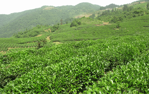 Wudang Taoism Tea wins award