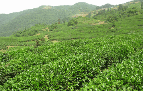 Wudang Taoist tea ranks in top three agricultural products