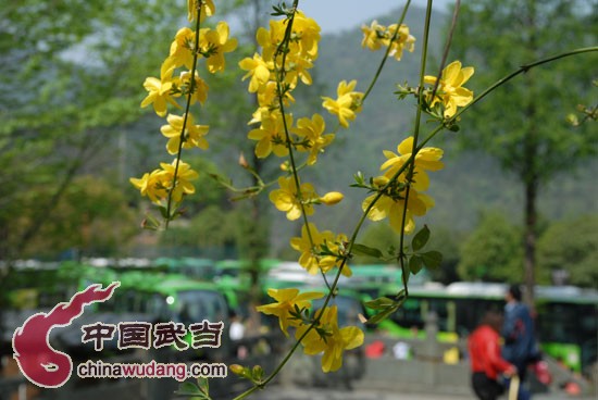 Wudang welcomes tourists for Tomb-Sweeping holiday